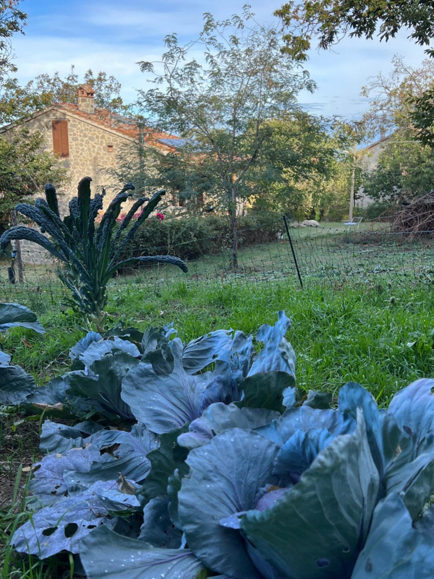 B&B Podere Legnotorto Castel del Piano  Bagian luar foto