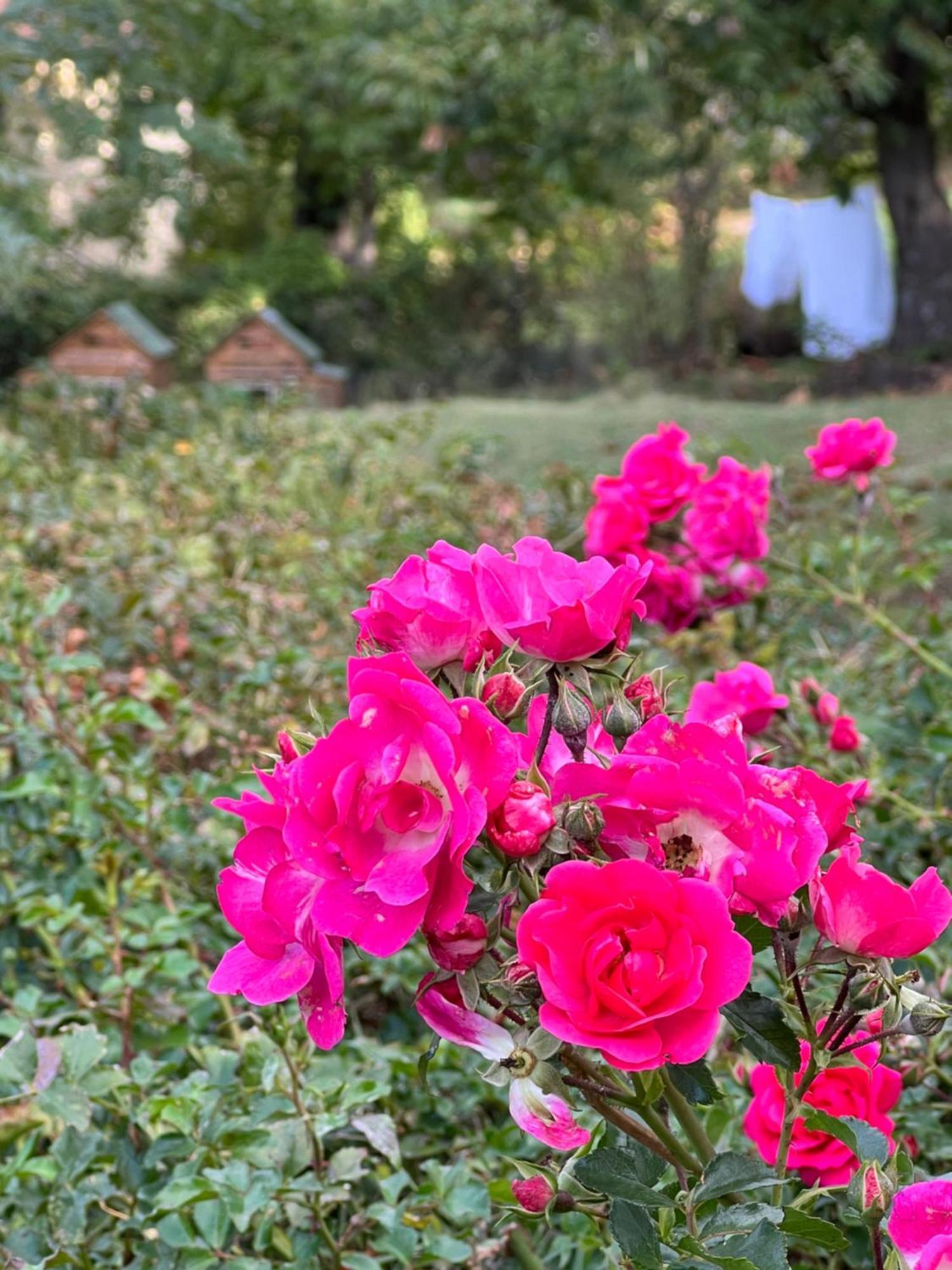B&B Podere Legnotorto Castel del Piano  Bagian luar foto