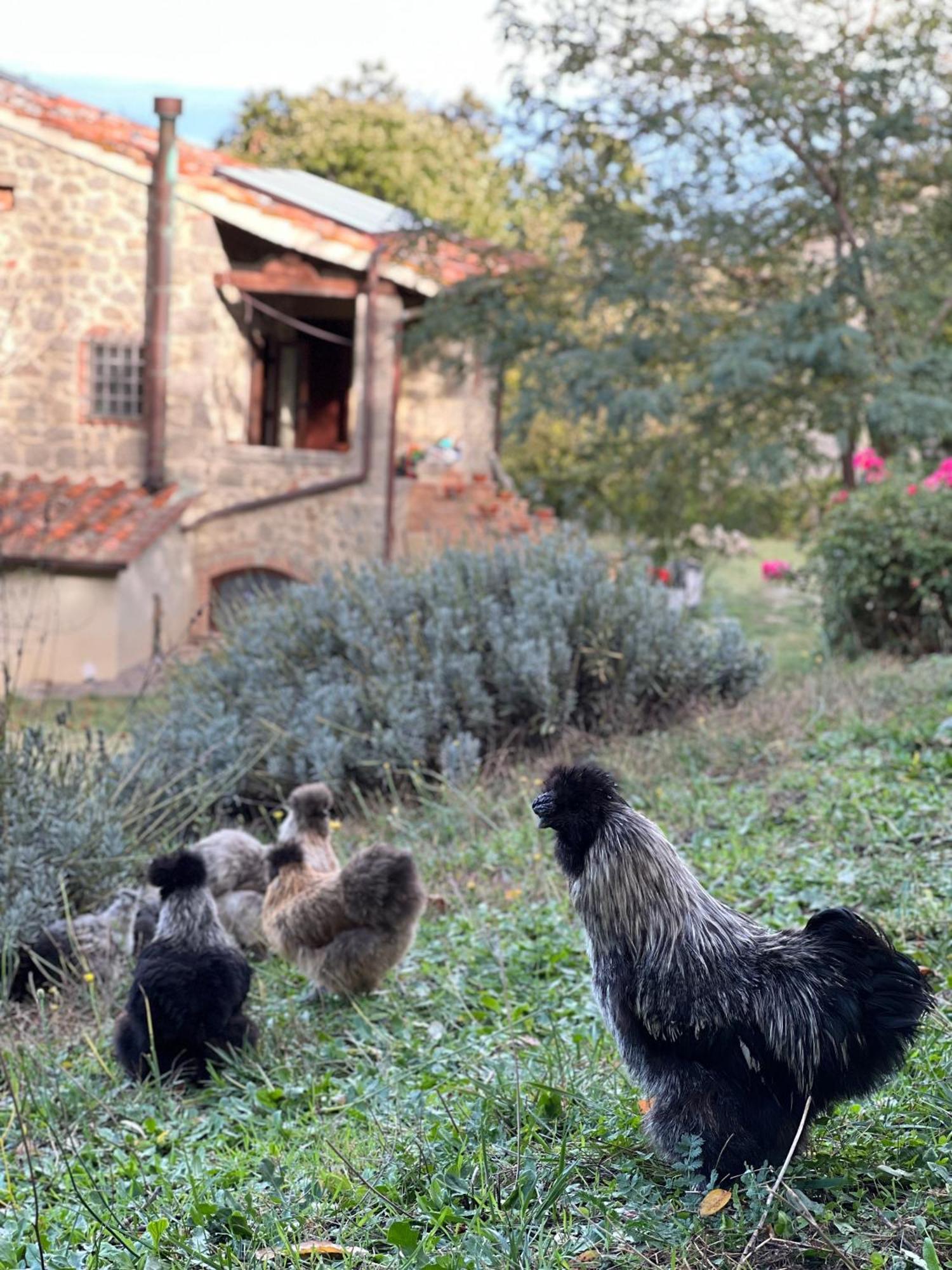 B&B Podere Legnotorto Castel del Piano  Bagian luar foto
